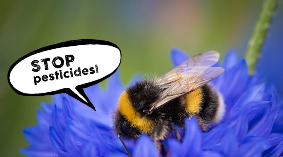 Ajudem les papallones, abelles i borinots… STOP pesticides!
